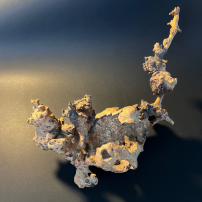 Vaza „Šakų sapne“