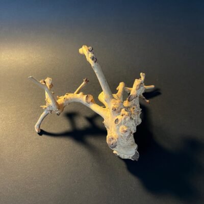 Vaza „Medžio kerai“